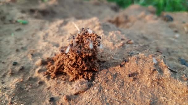 Mieren Maken Hun Thuis Het Graven Van Grond Van Binnenuit — Stockvideo