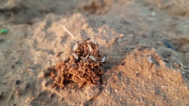 Karıncalar Evlerini Yapıyorlar Toprağı Içeriden Kazarak Dışarı Çıkarıyorlar Topraktaki Ant — Stok video