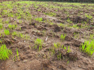 Tarladaki Paddy çocuk yuvası. Muson yağmurlarından önce tarlada pirinç yetiştirme. Tarım alanında çeltik tohumu. Hindistan 'da pirinç yetiştiriciliği.