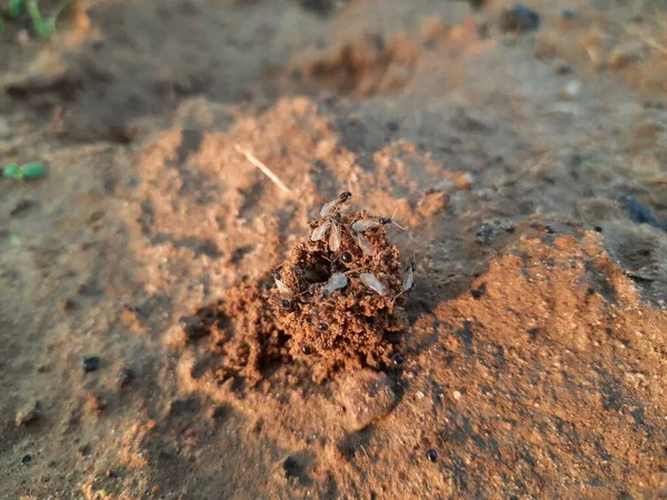 Karıncalar Evlerini Yapıyorlar Toprağı Içeriden Kazarak Dışarı Çıkarıyorlar Topraktaki Ant — Stok fotoğraf
