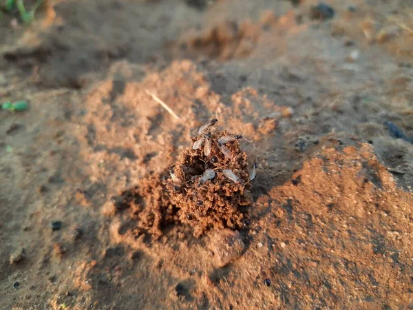 Les Fourmis Font Leur Maison Creuser Sol Intérieur Fait Ressortir — Photo