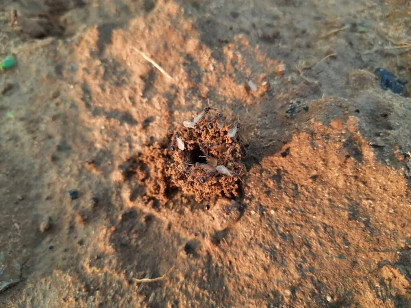 アリは彼らの家を作っていて 内側から土を掘ることはそれを持っています アリの巣を作るためにアリのコロニーが協力して畑の奥深くに巣を作る — ストック写真