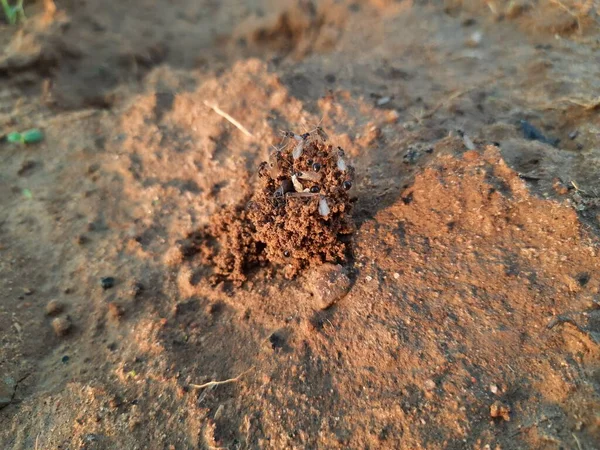 Les Fourmis Font Leur Maison Creuser Sol Intérieur Fait Ressortir — Photo