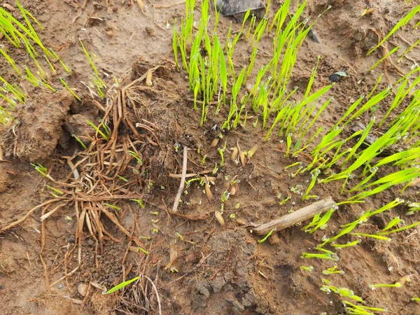 稻田里的苗圃季风前在田里种植水稻苗圃 农业田里的水稻幼苗 印度水稻种植 — 图库照片