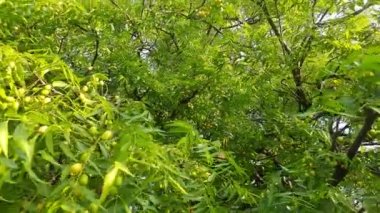 Ağaçta meyveler var. Diğer isimleri Azadirachta indica, çevik Hint leylağı. Meyveleri, yağ kaynağıdır. Yaprakları, tohumu ve kabuğundan bir sürü tahrik edici ilaç yapılır..