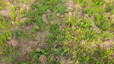 Tarladaki Paddy çocuk yuvası. Muson yağmurlarından önce tarlada pirinç yetiştirme. Tarım alanında çeltik tohumu. Hindistan 'da pirinç yetiştiriciliği.