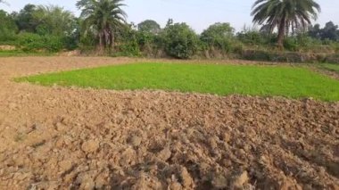 Tarladaki Paddy çocuk yuvası. Muson yağmurlarından önce tarlada pirinç yetiştirme. Tarım alanında çeltik tohumu. Hindistan 'da pirinç yetiştiriciliği.