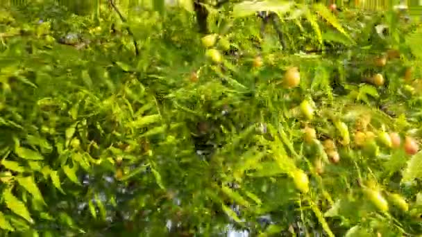 Neem Frukter Trädet Det Andra Namn Azadirachta Indica Nimtreeorindian Lila — Stockvideo