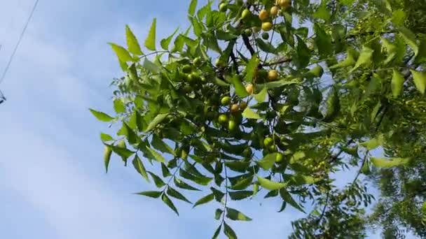 Neem Fruits Dans Arbre Est Autres Noms Azadirachta Indica Nimtreeorindian — Video