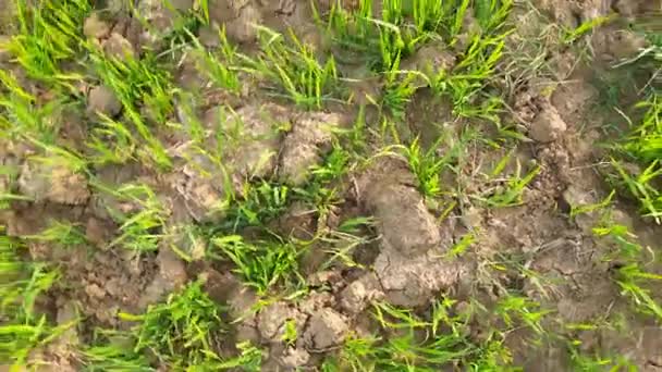 Scuola Materna Paddy Sul Campo Coltivare Vivaio Riso Nel Campo — Video Stock