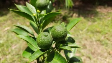 Ağaçtaki yeşil limon. Limon suyu yaklaşık yüzde beş sitrik asittir. Limon ana C vitamini kaynağıdır. Meyve suyunun tadı ekşidir. küçük limon meyveleri.