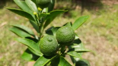 Ağaçtaki yeşil limon. Limon suyu yaklaşık yüzde beş sitrik asittir. Limon ana C vitamini kaynağıdır. Meyve suyunun tadı ekşidir. küçük limon meyveleri.