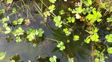 Su yüzeyindeki Marsilea bitkisi. Marsileaceae familyasından bir su bitkisi. Diğer adları su yoncası ve dört yaprak. Suyun üstünde ya da su altında kalır..