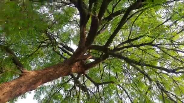Azadirachta Indica Copac Sunt Alte Nume Neem Nimtreeorindian Liliac Fructele — Videoclip de stoc