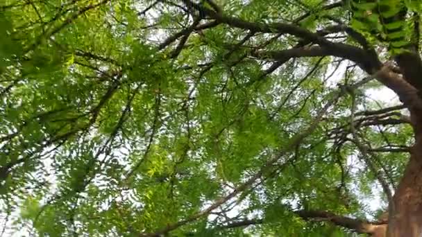 Азадирахта Індика Інші Імена Neem Nimtreeorindian Lilac Його Плоди Джерелом — стокове відео