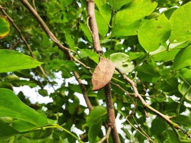 Millettia pinnata tohumları. Fabaceae familyasından bir ağaç türü. Diğer adı Pongamiapinnata, Hint biechandPongame Petrol Ağacı. Petrol tohumlarından çıkarılır. Birçok Ayurvedic tıpta kullanılır..