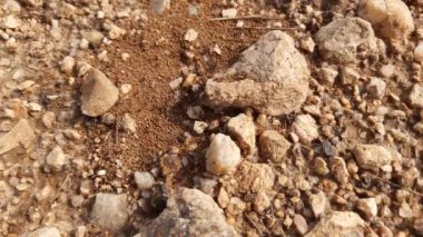 Karıncalar evlerini yapıyorlar ve toprağı içeriden kazarak dışarı çıkarıyorlar. Topraktaki Ant Antı kolonisi. Karınca kolonisi, yuvalarını tarlanın derinliklerine yapmak için birlikte çalışır.. 