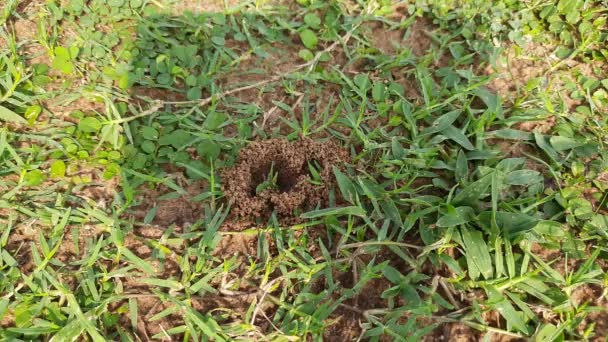 Las Hormigas Están Haciendo Hogar Cavar Suelo Desde Interior Está — Vídeos de Stock