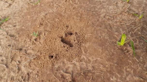 Ants Making Home Digging Soil Bringing Out Anthill Ants Ground — Stock Video