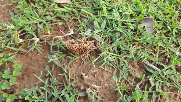 Les Fourmis Font Leur Maison Creuser Sol Intérieur Fait Ressortir — Video