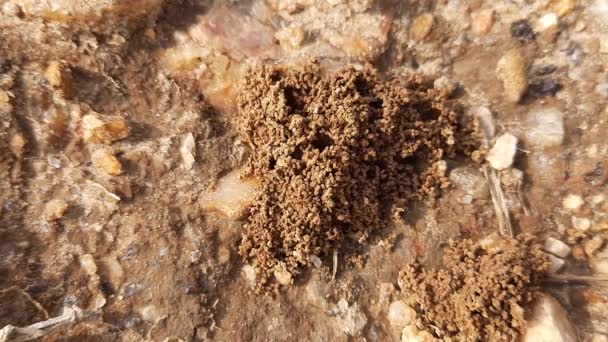 Formiche Stanno Facendo Loro Casa Scavare Terreno Dall Interno Sta — Video Stock