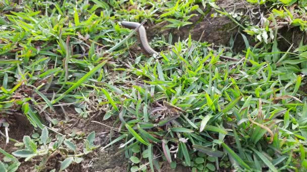 Millipede Walking Field Rainy Season Red Millipedes Spiral Insect Has — Vídeo de stock