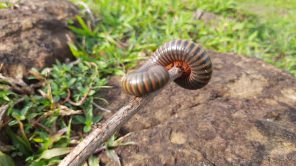 Millipede Walking Field Rainy Season Red Millipedes Spiral Insect Has — Vídeo de Stock