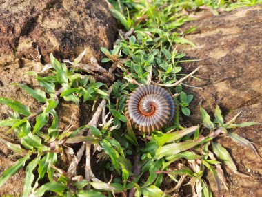 Millipede walking the field in rainy season. Red Millipedes. It is a spiral insect. It has many legs. These are known scientifically as theclassDiplopoda. A  rain insects. 