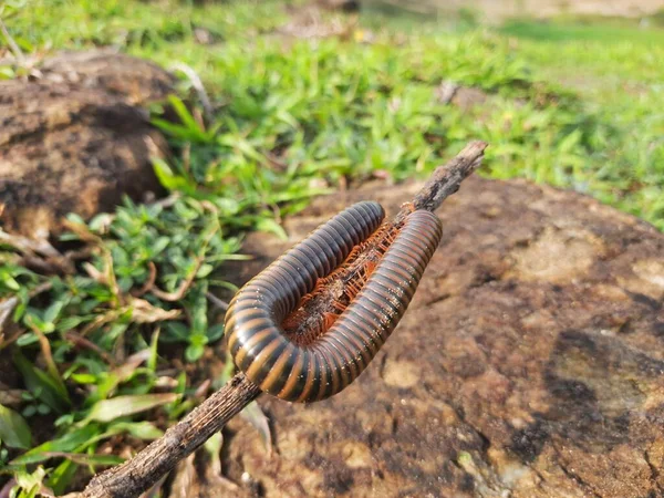 Millipede Walking Field Rainy Season Red Millipedes Spiral Insect Has — Foto Stock