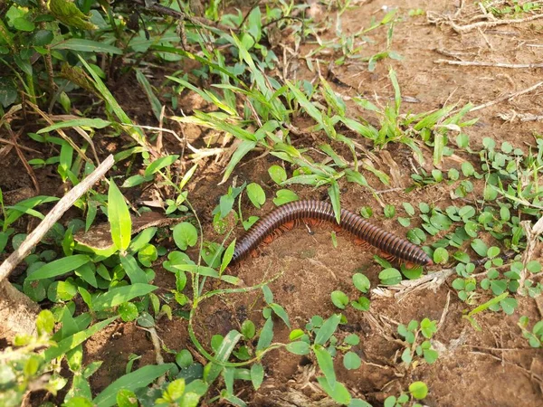 Millipede Walking Field Rainy Season Red Millipedes Spiral Insect Has — ストック写真