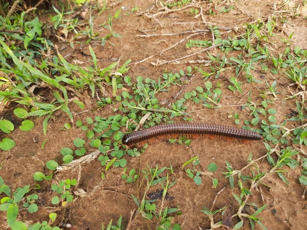 Millipede Walking Field Rainy Season Red Millipedes Spiral Insect Has — Stockfoto