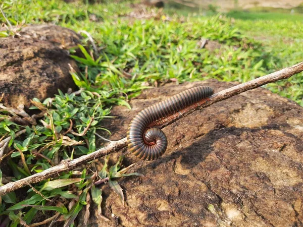 Millipede Esős Évszakban Sétál Mezőn Vörös Ezerlábú Egy Spirális Rovar — Stock Fotó