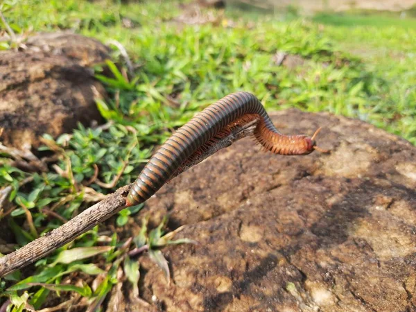 Millipede Walking Field Rainy Season Red Millipedes Spiral Insect Has — ストック写真
