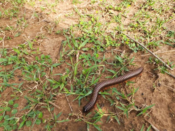 Millipede Walking Field Rainy Season Red Millipedes Spiral Insect Has — Stockfoto