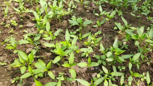 Berçário Chilli Planta Chilli Semear Pequenas Plantas Chilli Pronto Para — Vídeo de Stock