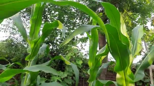 Kukorica Kukorica Mezőgazdaság Természetvédelmi Terület Zöld Kukoricamező Mezőgazdasági Növények Ellen — Stock videók