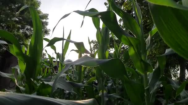Corn Maize Agriculture Nature Field Green Corn Field Agricultural Crop — Video Stock