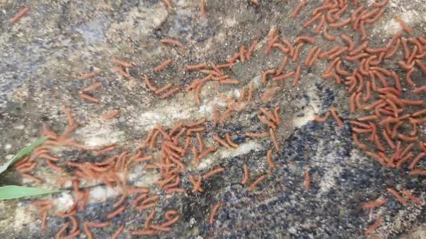 Millipedes Walking Rainy Season Swarm Red Millipedes Spiral Insect Has — Vídeo de Stock
