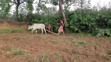 A farmer is plowing wooden plough in his field. ploughing with oxen and wooden plough. plowing field using wooden plough a Indian farmer working with bull. 20/06/2022 Jharkhand, India 