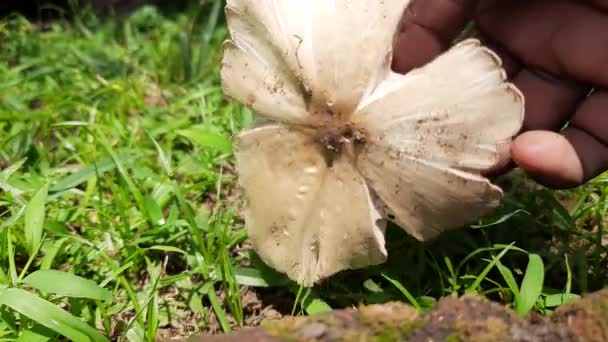 Wild Mushroom Fungus Which Grows Soil Rainy Season India Mushrooms — Vídeo de Stock