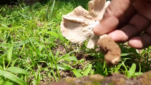 Wild Mushroom Fungus Which Grows Soil Rainy Season India Mushrooms — Stockvideo