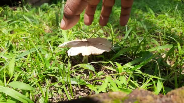 Wild Mushroom Fungus Which Grows Soil Rainy Season India Mushrooms — Vídeos de Stock