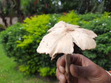 Vahşi mantar. Hindistan 'da yağmur mevsiminde toprakta yetişen bir mantardır. Mantarlar, mantarlarda yaygın olarak kullanılırlar. Bu birçok vitaminin kaynağıdır..