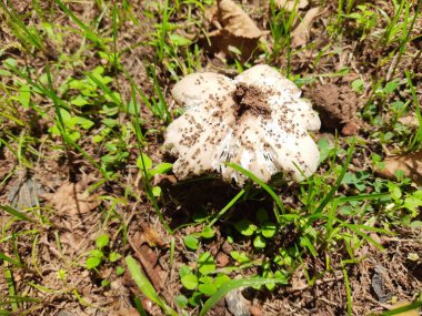 Vahşi mantar. Hindistan 'da yağmur mevsiminde toprakta yetişen bir mantardır. Mantarlar, mantarlarda yaygın olarak kullanılırlar. Bu birçok vitaminin kaynağıdır..