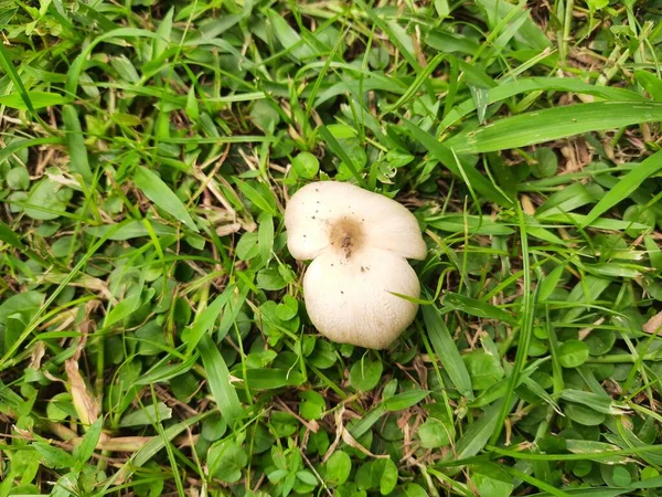 Wild Mushroom Fungus Which Grows Soil Rainy Season India Mushrooms — ストック写真