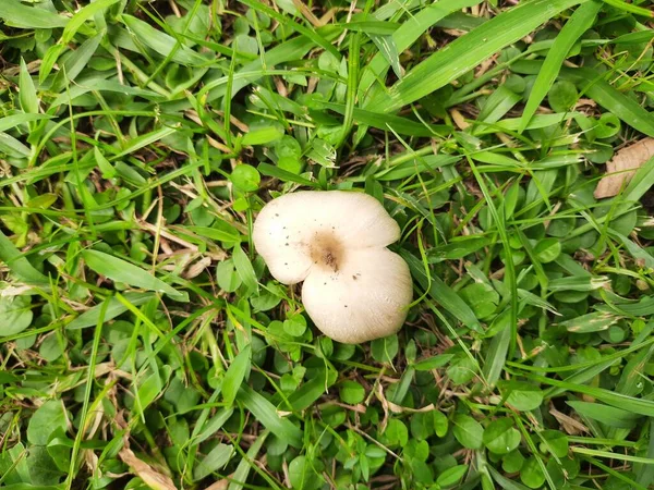 Wild Mushroom Fungus Which Grows Soil Rainy Season India Mushrooms — Stockfoto