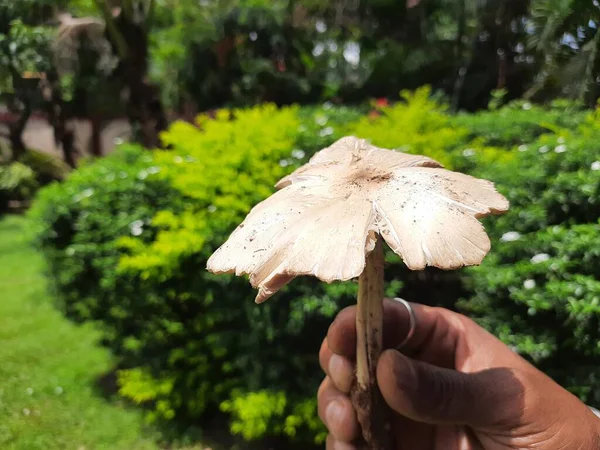 Wild Mushroom Fungus Which Grows Soil Rainy Season India Mushrooms — Stok fotoğraf