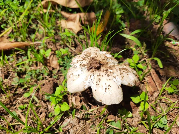 Wild Mushroom Fungus Which Grows Soil Rainy Season India Mushrooms — Stockfoto