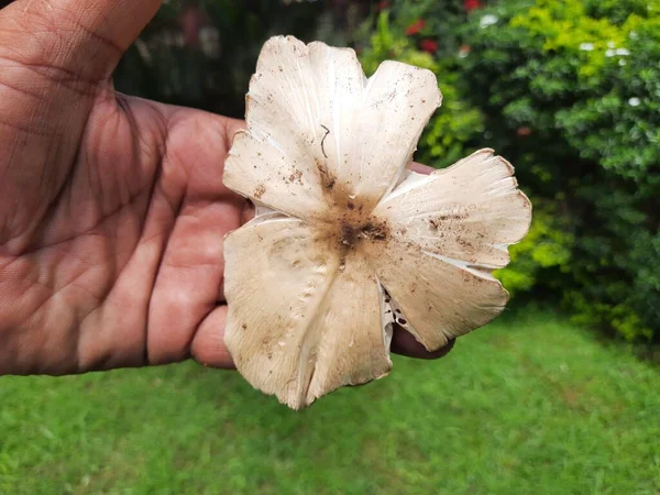 Wild Mushroom Fungus Which Grows Soil Rainy Season India Mushrooms — Stock Fotó