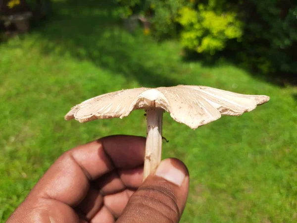 Wild Mushroom Fungus Which Grows Soil Rainy Season India Mushrooms — Stockfoto